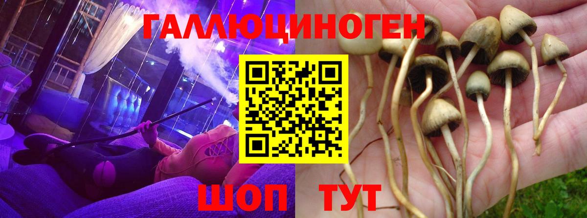 Галлюциногенные грибы Psilocybe Кушва